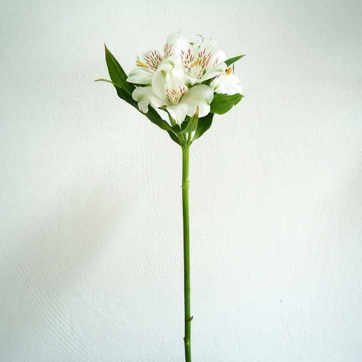 Astromelia Branca