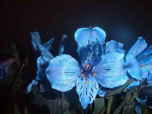 Astromelia Azul