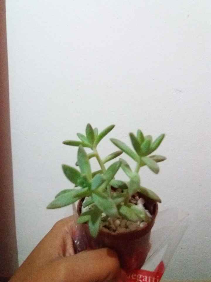 Suculentas de lembrancinha diy - 1