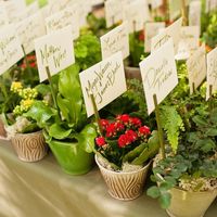 Plantinhas