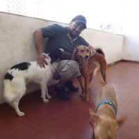 Papai Babão