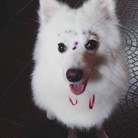 Filhota Linda