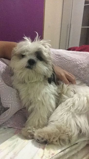 Animais de Estimação 3