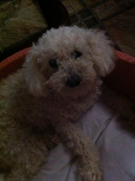 Lili- Minha Princesa