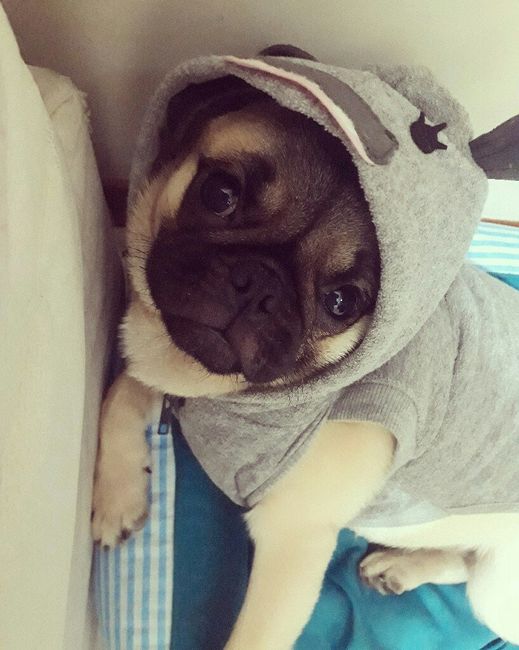 Pajem canino - 2