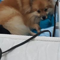 O que vocês acham de ter um pajem canino também? - 2