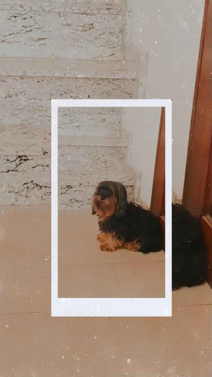 Pet na Cerimônia - 1