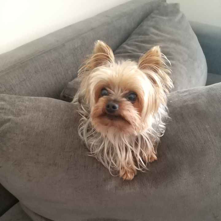 Pet na Cerimônia - 2