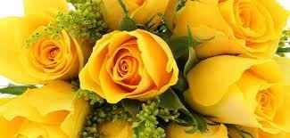 rosa amarela