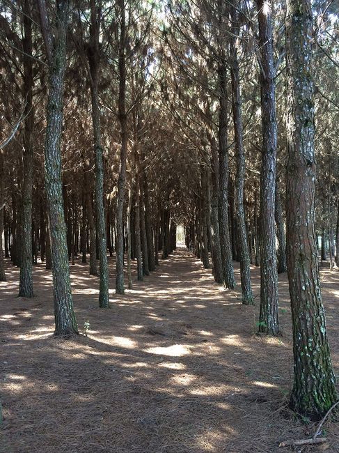 10 Lugares Para Pre-wedding em Curitiba e Região 11