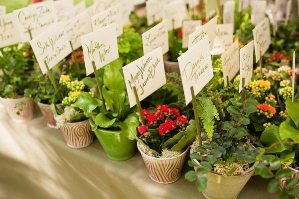 2 - Mini plantinhas 