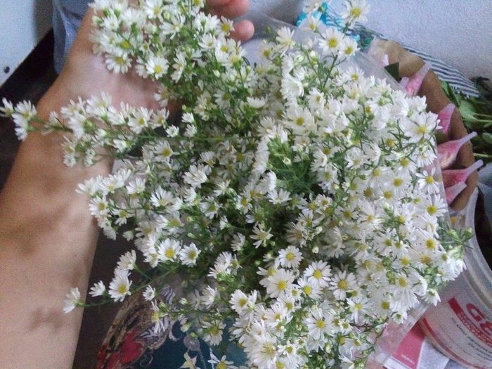 Flores