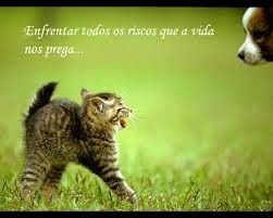 Pedras no caminho, sempre existirão, que possamos superar todas