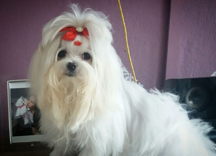 Pajem canino: Like ou Dislike? 1