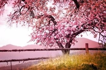 Me caso na Primavera