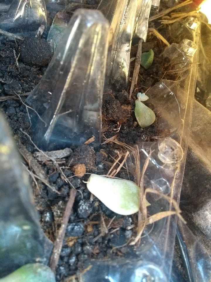 Suculentas - 1