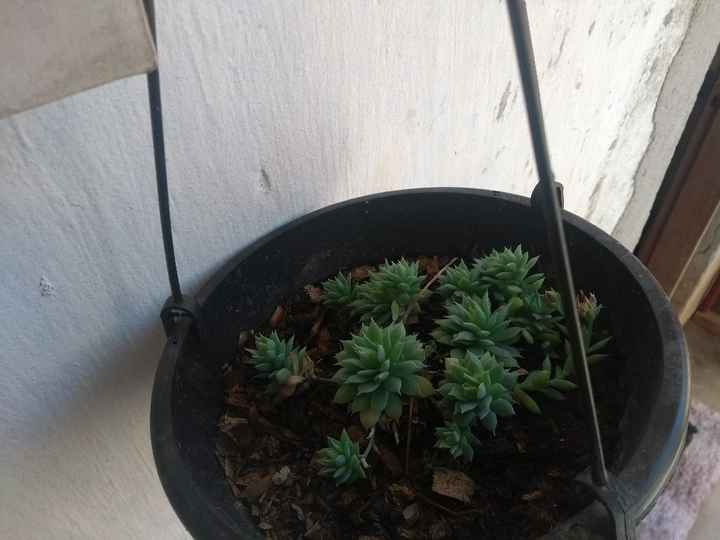 Suculentas - 5