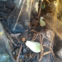 Suculentas - 1