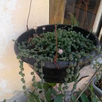 Suculentas - 6