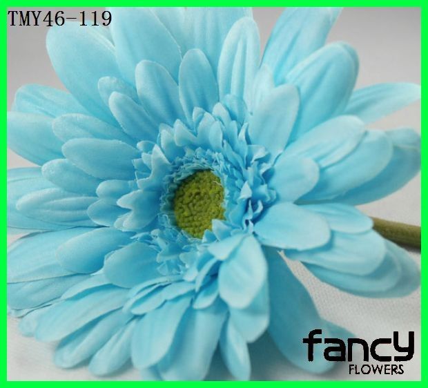 Gerbera azul