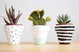 Mini Cactos