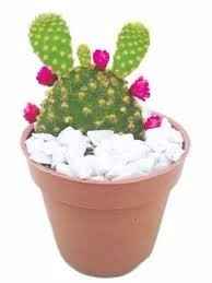 Mini Cactos