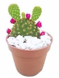 Mini Cactos