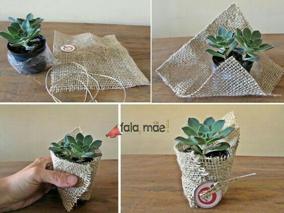 Suculentas de lembrancinha diy - 2