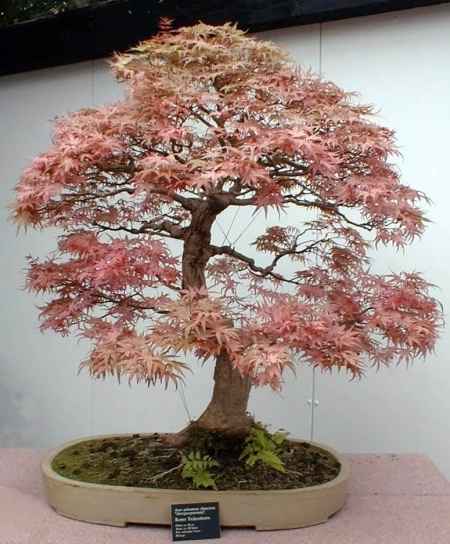 Lembrança dos padrinhos