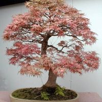 Lembrança dos padrinhos