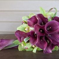 Callas Roxas