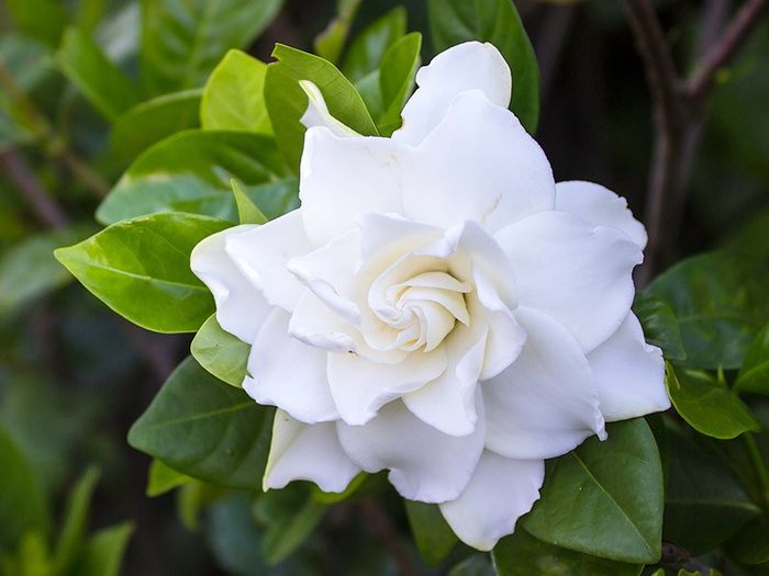 Significado das 10 flores mais usadas no casamento 9