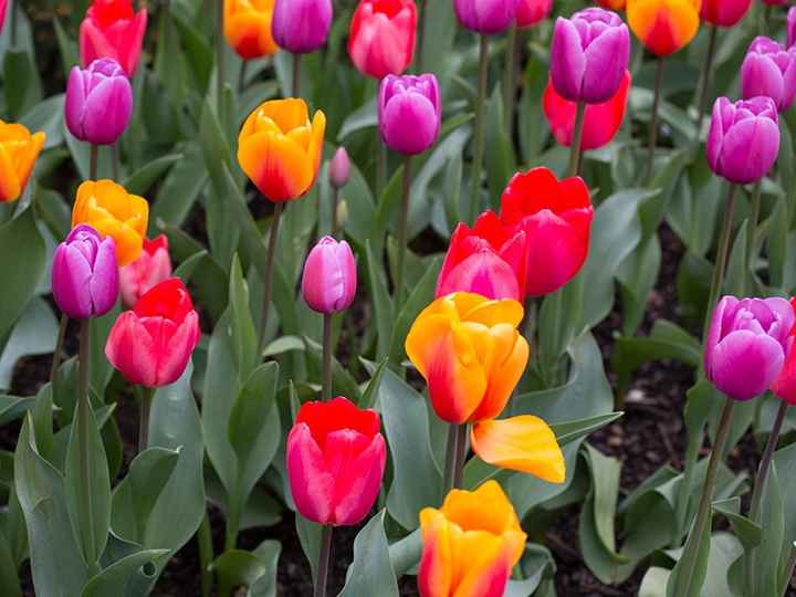 Tulipa Muito comum na Holanda, essa flor charmosa e invernal encarna diferentes significados de acor