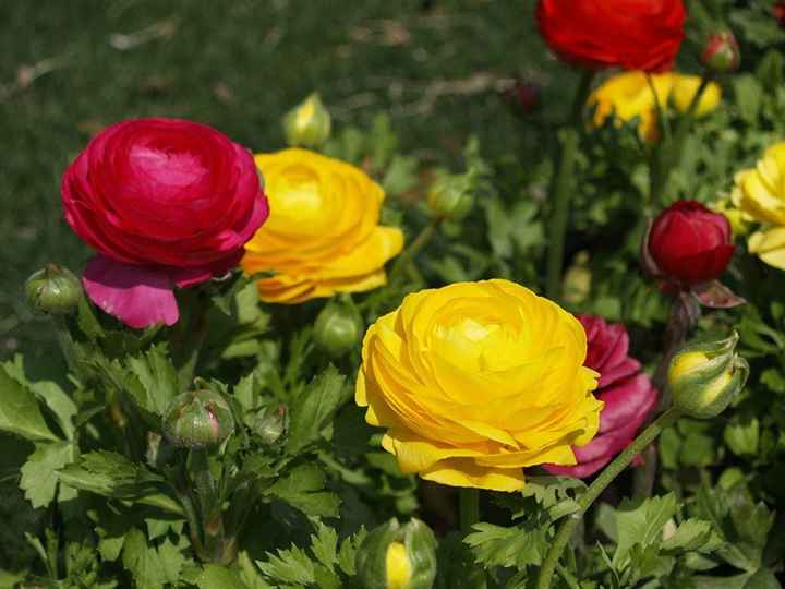 Ranúnculo Originária da Ásia Menor e do Leste europeu, essa preciosidade em forma de flor nasce em t