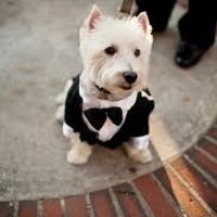 cachorrinho noivinho