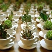 Suculentas em xícaras  ( as minhas estão em xícaras pretas e em xícaras brancas)