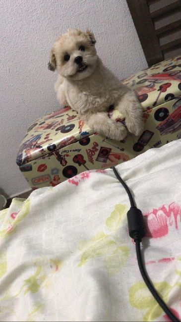 Com pet ou sem pet? 2