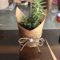  Mini Suculentas / Opinem - 1