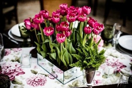 Tulipas
