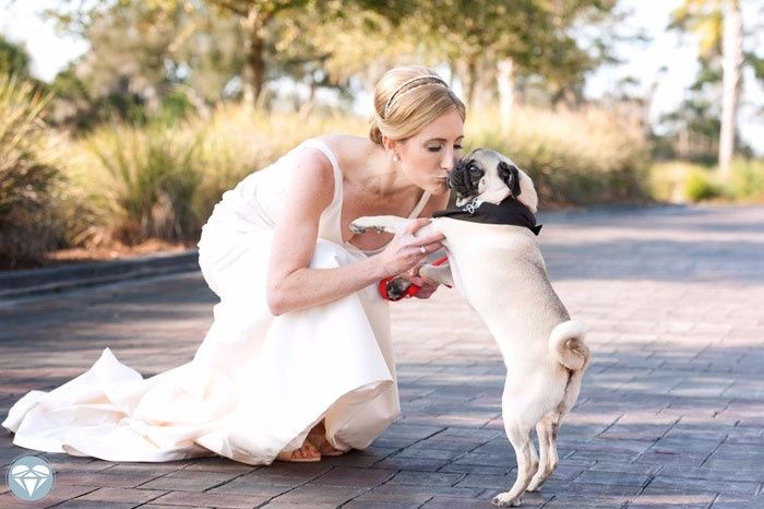Noiva e Pug
