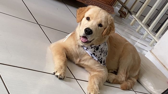 Com pet ou sem pet? - 1