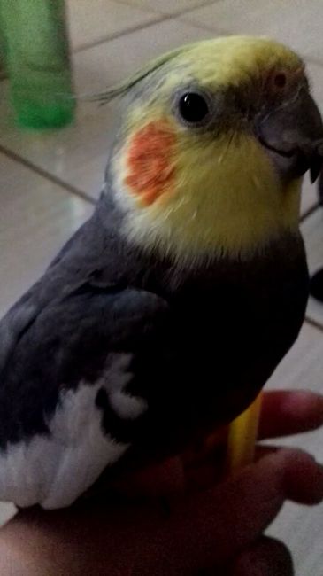 Temos um filhíneo! - 2
