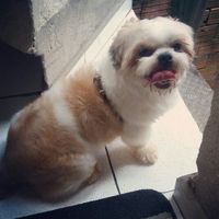 Com pet ou sem pet? - 1