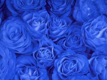 Flores
