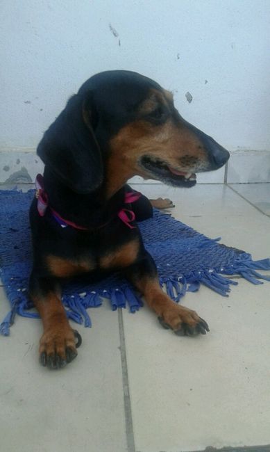 Cachorrinhos nos casamentos - 3