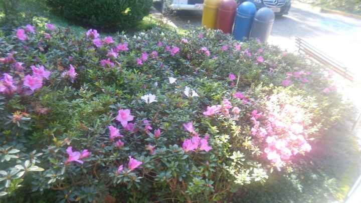 Flores