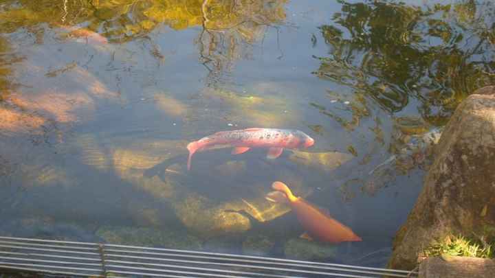 Peixes