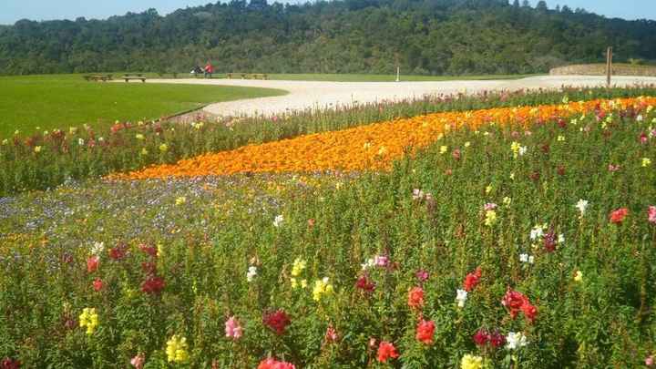 Flores