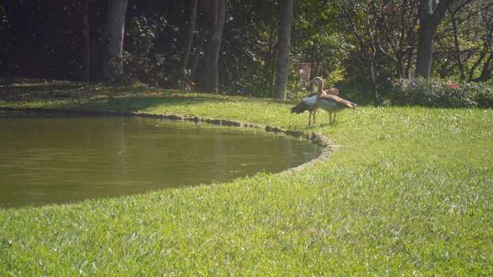 Lago!