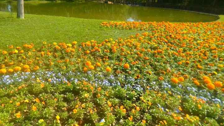 Flores